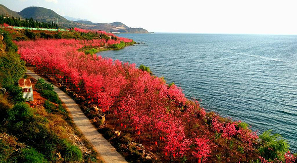 抚仙湖世家樱花园