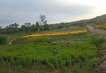回龙山生态田园旅游区第 20 张图片