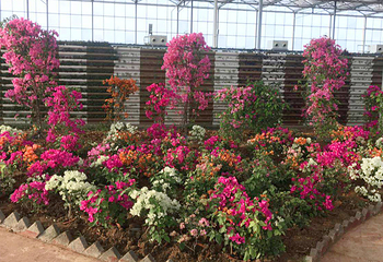 枣阳百花园第 3 张图片