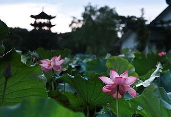 西溪湿地洪园第 25 张图片