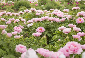 瑶湖牡丹花卉节第 1 张图片