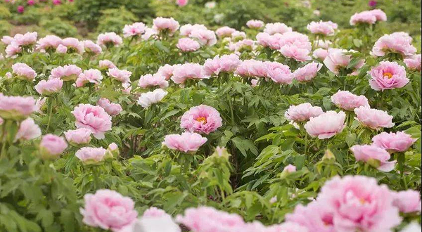 瑶湖牡丹花卉节