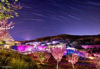 旅顺樱花园第 2 张图片