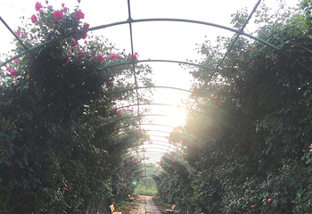 枣阳百花园第 2 张图片