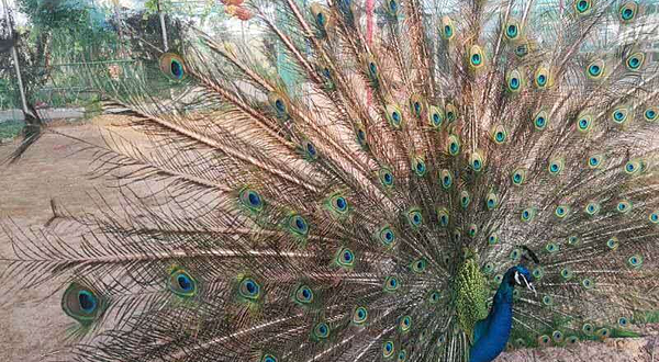 三百园（中国/邯郸）