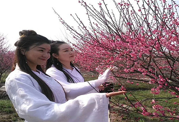 梧桐花谷第 16 张图片