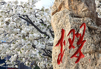 旅顺樱花园第 6 张图片