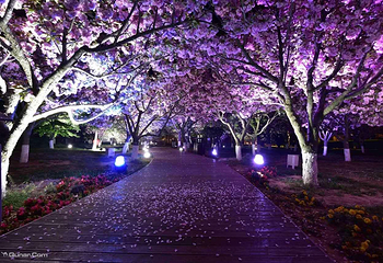 旅顺樱花园第 3 张图片