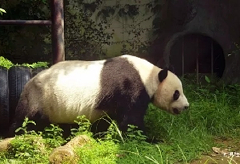 福州熊猫世界第 2 张图片