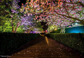 旅顺樱花园第 4 张图片