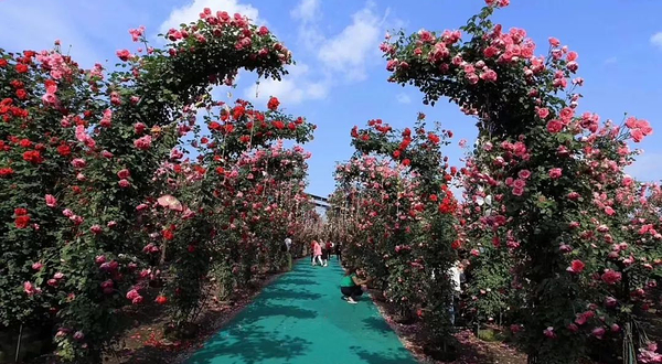 禾家欢玫瑰天堂