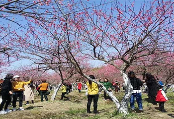 梧桐花谷第 9 张图片