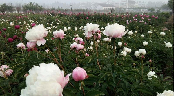 京南牡丹园