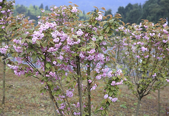 天眼洞花岭风景区第 20 张图片