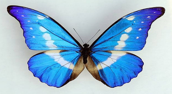 武汉昆虫萌宠主题馆