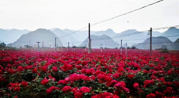 普者黑玫瑰庄园