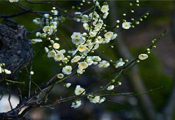 畲族四季花海第 6 张图片