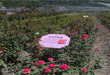 畲族四季花海第 7 张图片