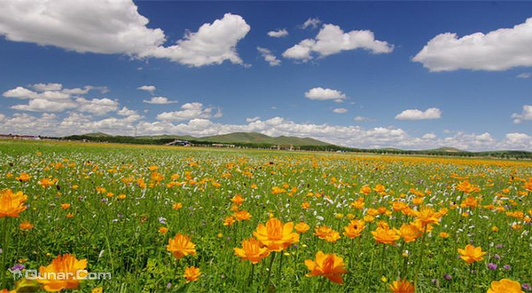 中都草原花田草海生态农业公园