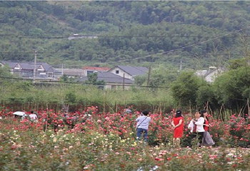 畲族四季花海第 4 张图片