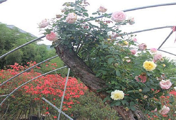 畲族四季花海第 9 张图片