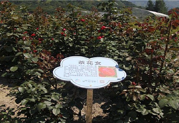 畲族四季花海第 5 张图片