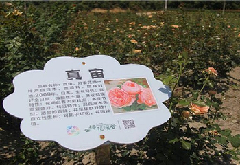 畲族四季花海第 2 张图片