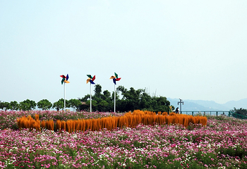 蔚然花海第 174 张图片