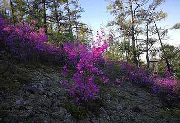 阿尔山白狼峰景区第 46 张图片