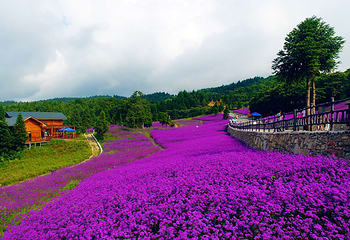 野三关森林花海第 7 张图片