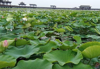 盘锦绕阳湖旅游风景区第 11 张图片