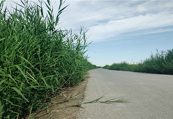 丝绸之路莎车国家湿地公园第 26 张图片