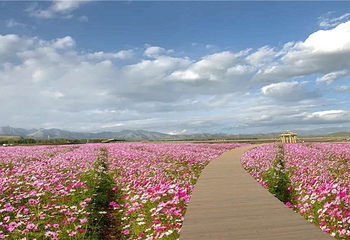 千亩锦绣花田第 17 张图片