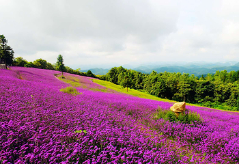 野三关森林花海第 6 张图片