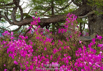 阿尔山白狼峰景区第 13 张图片