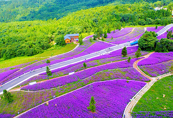 野三关森林花海第 5 张图片