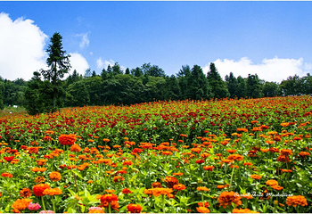 野三关森林花海第 4 张图片