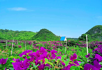桂林花海景区第 7 张图片