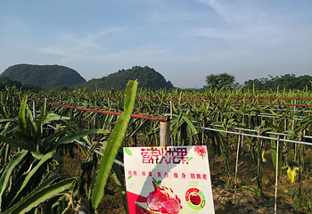 桂林花海景区第 11 张图片
