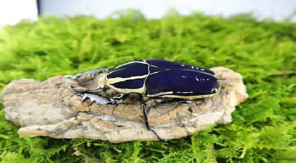 广州2019第二届生态昆虫艺术展