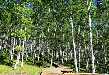 阿尔山白狼峰景区第 22 张图片