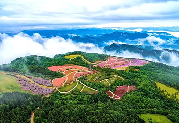 野三关森林花海第 3 张图片