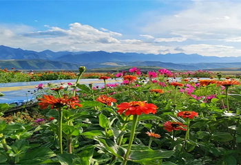 千亩锦绣花田第 3 张图片