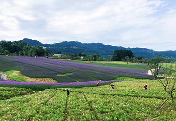 横山花仙谷第 28 张图片