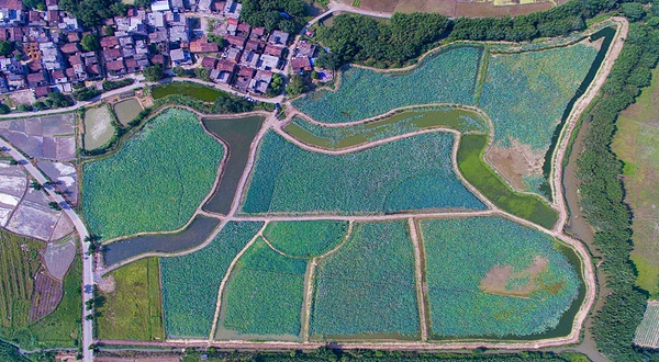 清新荷花生态园