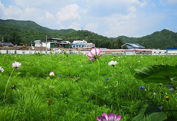 2019珍珠泉玫瑰采摘节第 17 张图片
