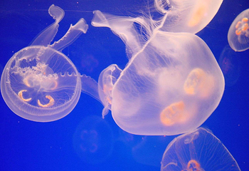 汕头海门莲花峰海洋文化馆第 14 张图片