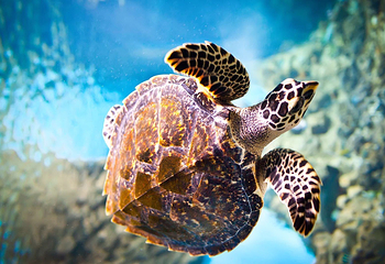 汕头海门莲花峰海洋文化馆第 15 张图片