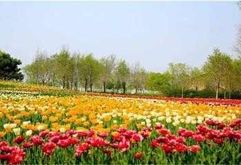 北京国际鲜花港大美儿童世界奇葩乐园第 8 张图片