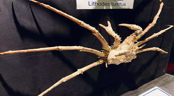 神奇的盔甲武士世界螃蟹馆